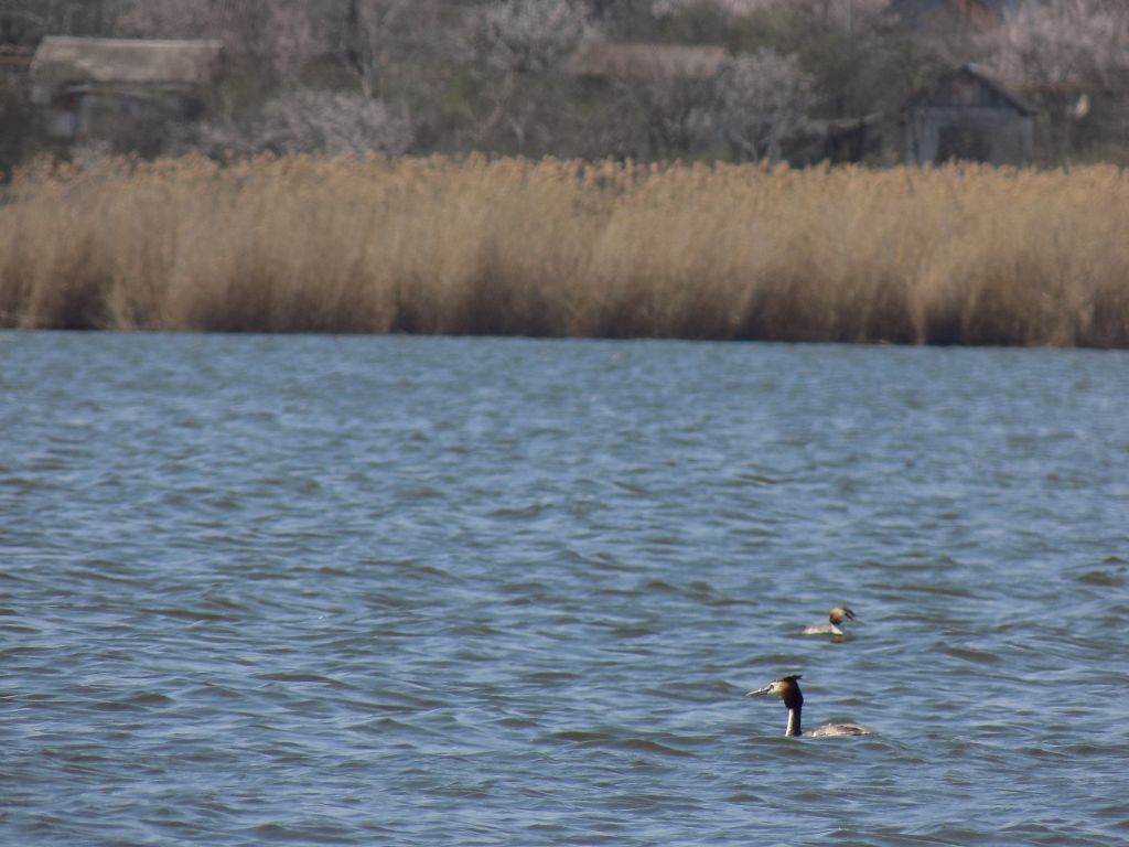 Podiceps cristatus (Linnaeus, 1758)