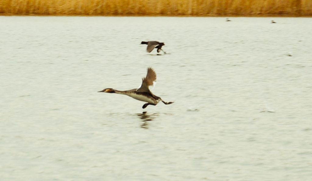 Podiceps cristatus (Linnaeus, 1758)