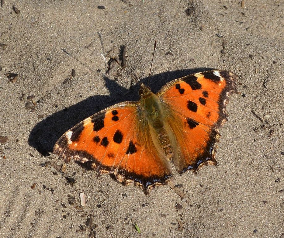 Nymphalis xanthomelas (Esper, 1781)