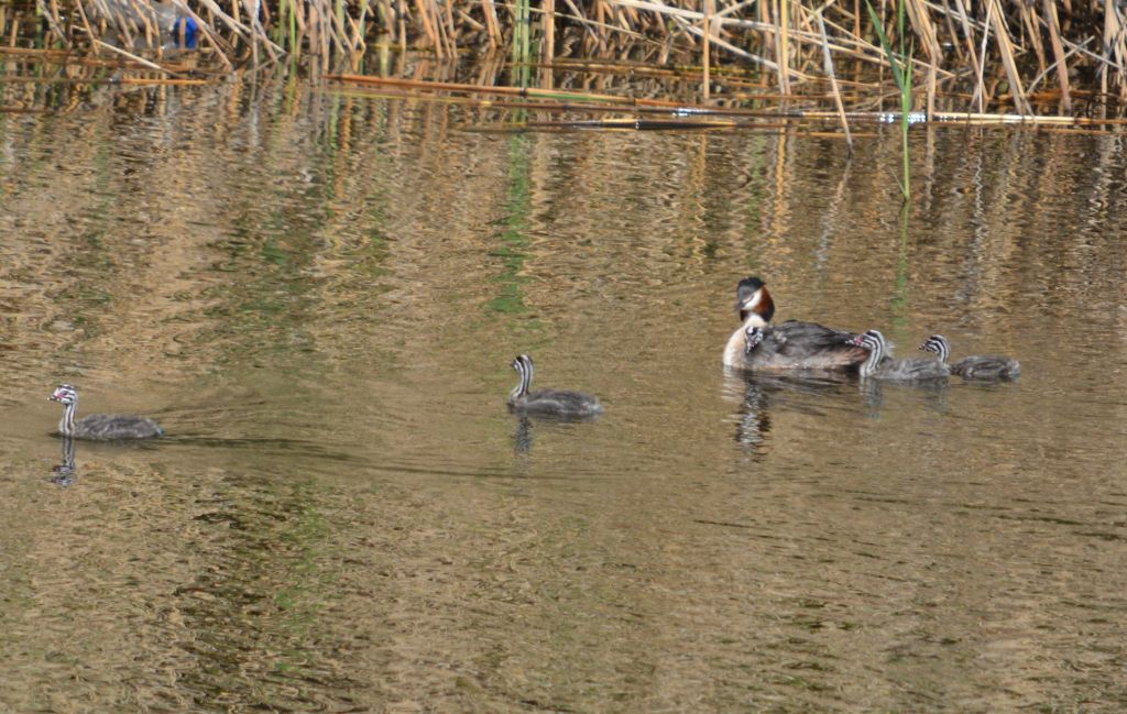 Podiceps cristatus (Linnaeus, 1758)
