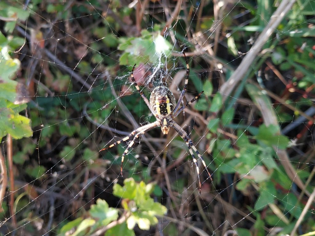 Argiope bruennichi (Scopoli, 1772)