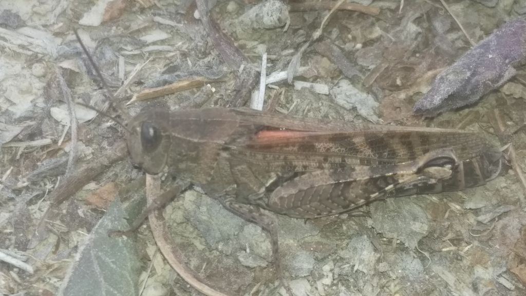 Calliptamus italicus (Linnaeus, 1758)