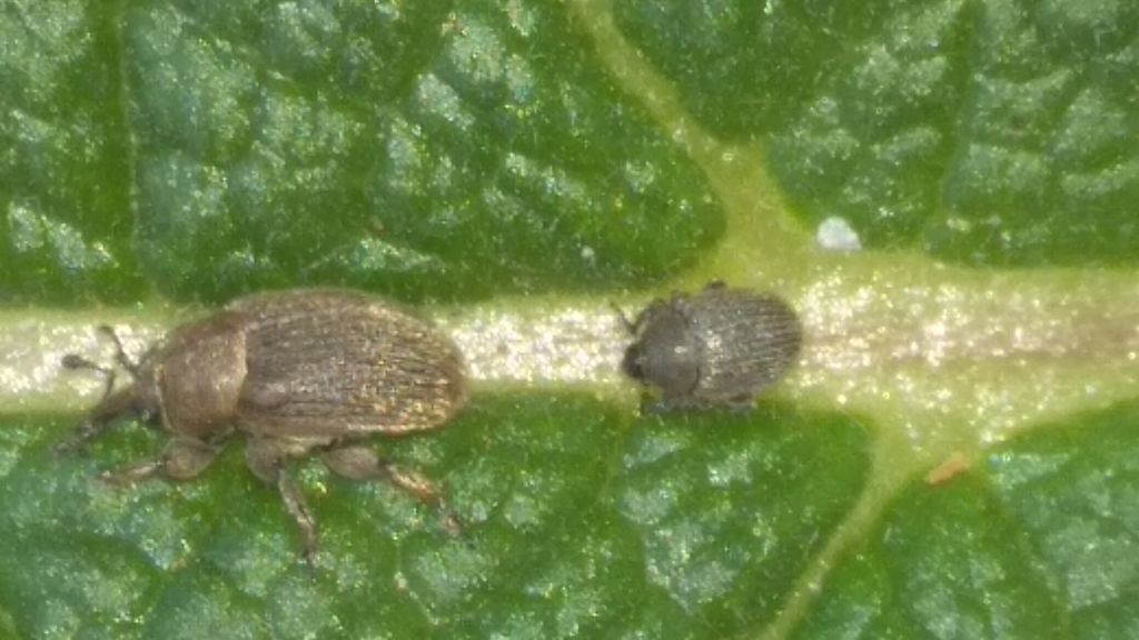 Rhinusa tetra (Fabricius, 1792)