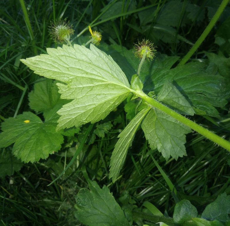 Geum aleppicum Jacq.