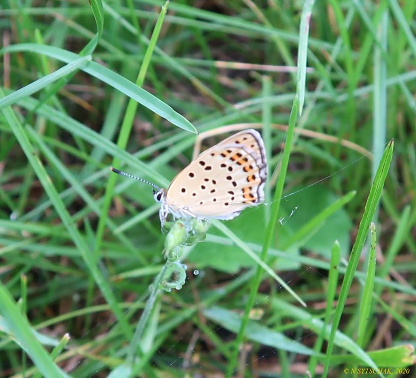 Lycaena tityrus (Poda von Neuhaus, 1761)