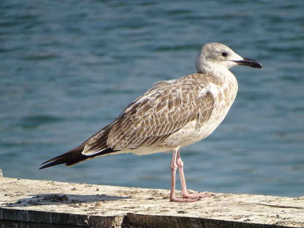 Larus cachinnans Pallas, 1811