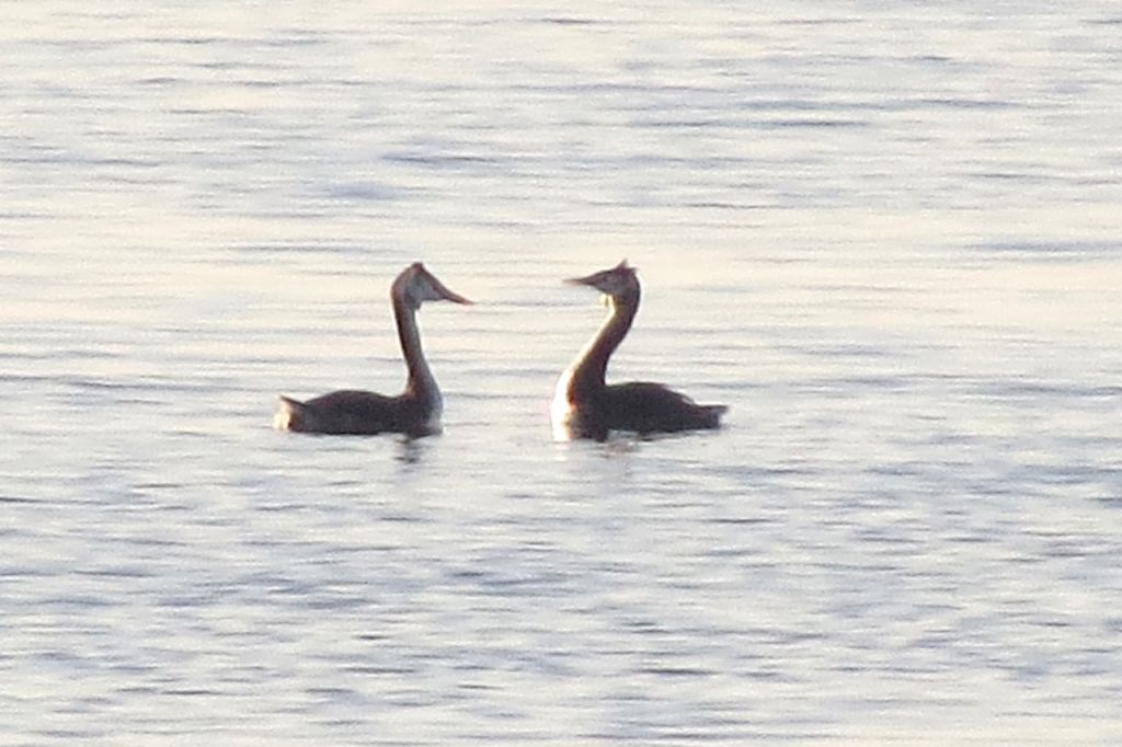 Podiceps cristatus (Linnaeus, 1758)
