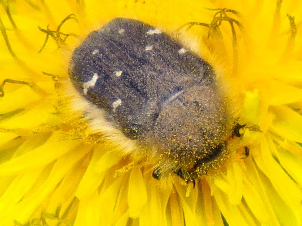 Tropinota (Epicometis) hirta (Poda, 1761)