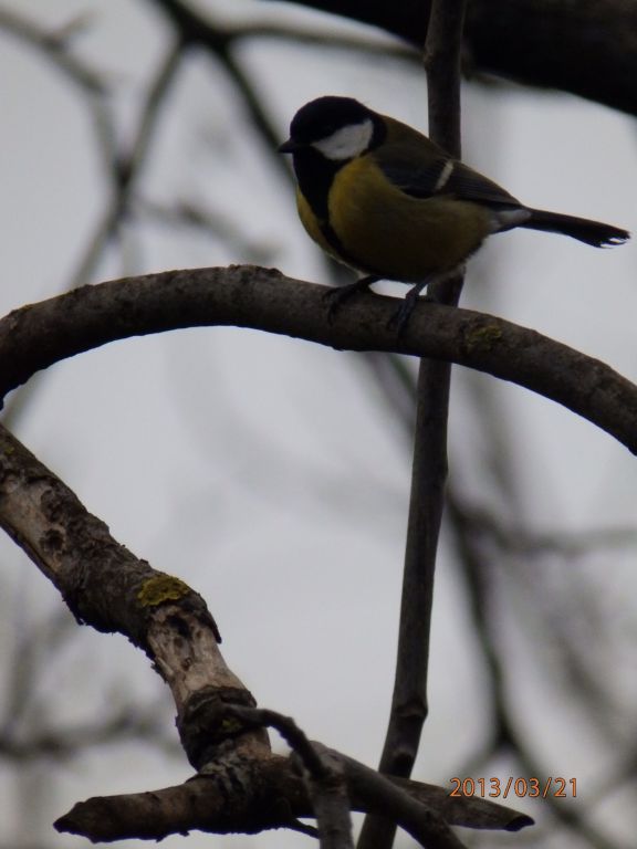 Parus major Linnaeus, 1758