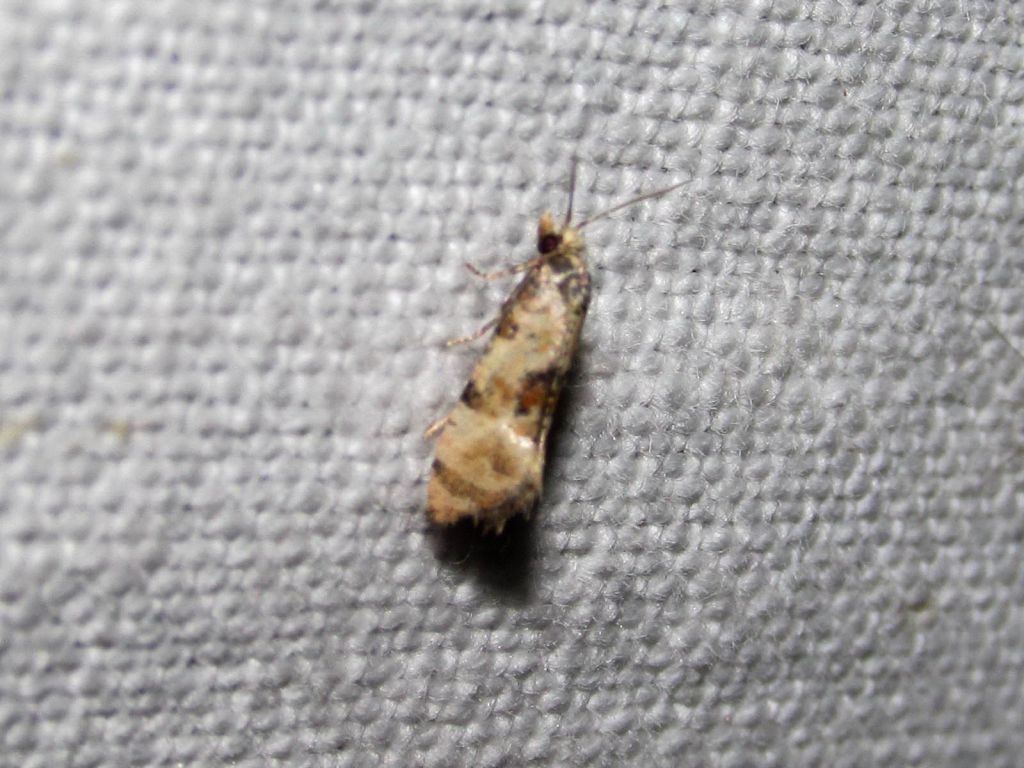 Cochylis pallidana Zeller, 1847