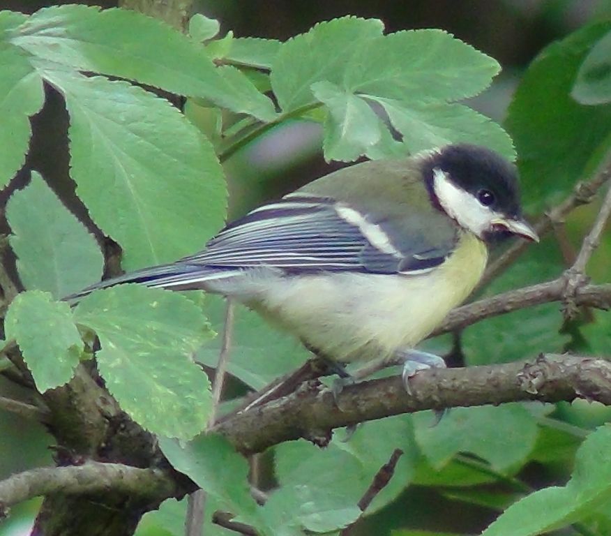 Parus major Linnaeus, 1758
