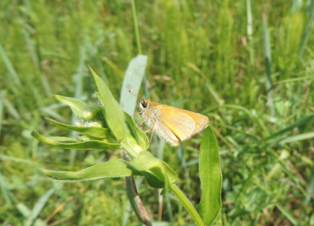 Thymelicus sylvestris (Poda von Neuhaus, 1761)