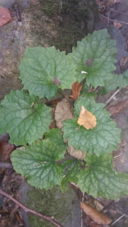 Alliaria petiolata (M.Bieb.) Cavara & Grande