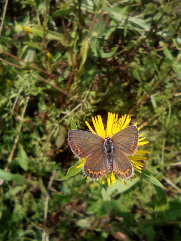 Plebejus (Plebejus) argus (Linnaeus, 1758)