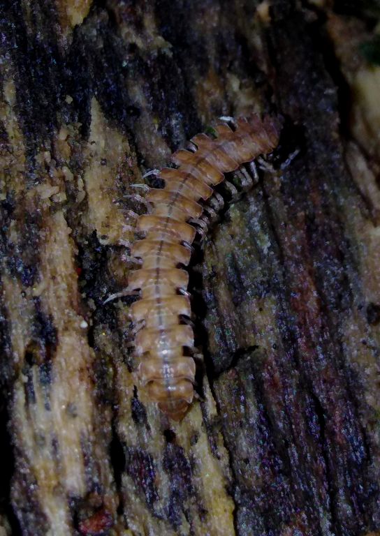 Diplopoda