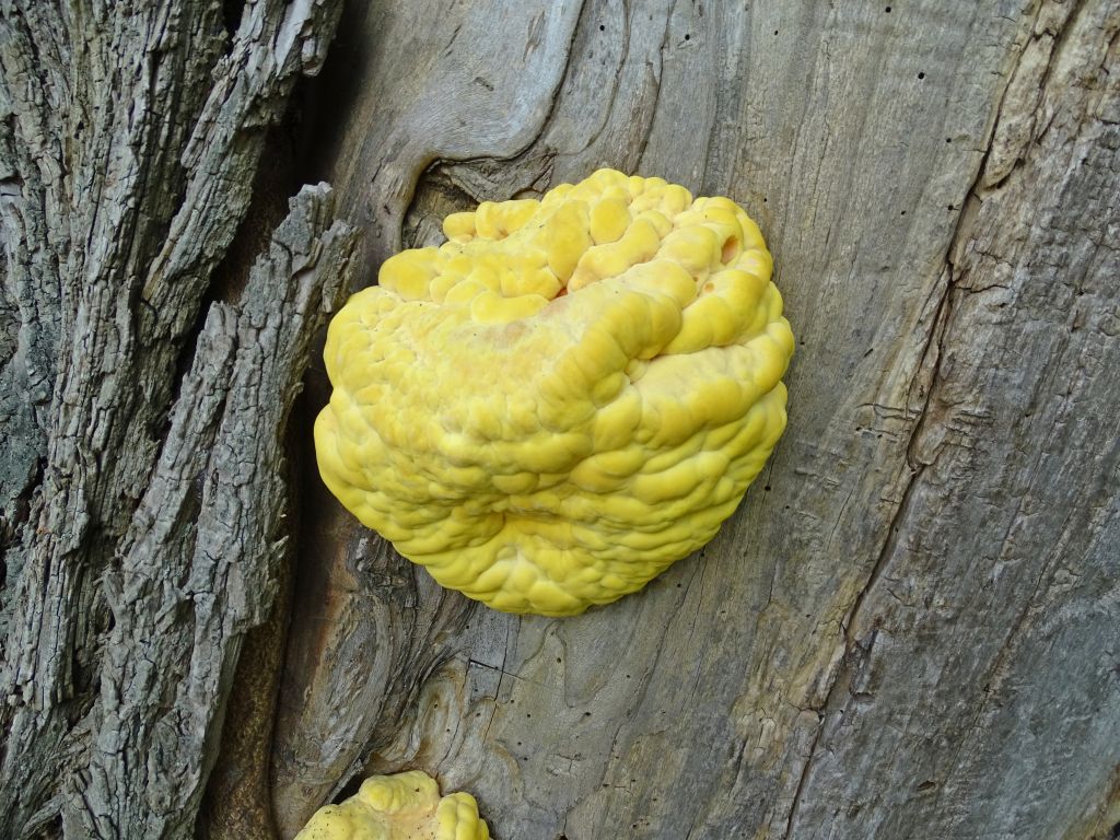 Laetiporus sulphureus (Bull.) Murrill
