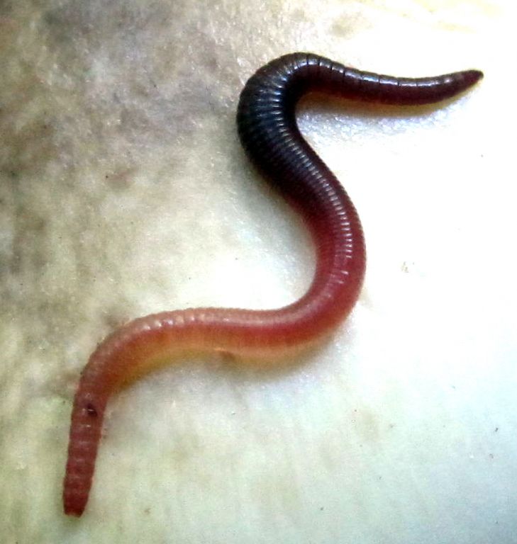 Lumbricidae