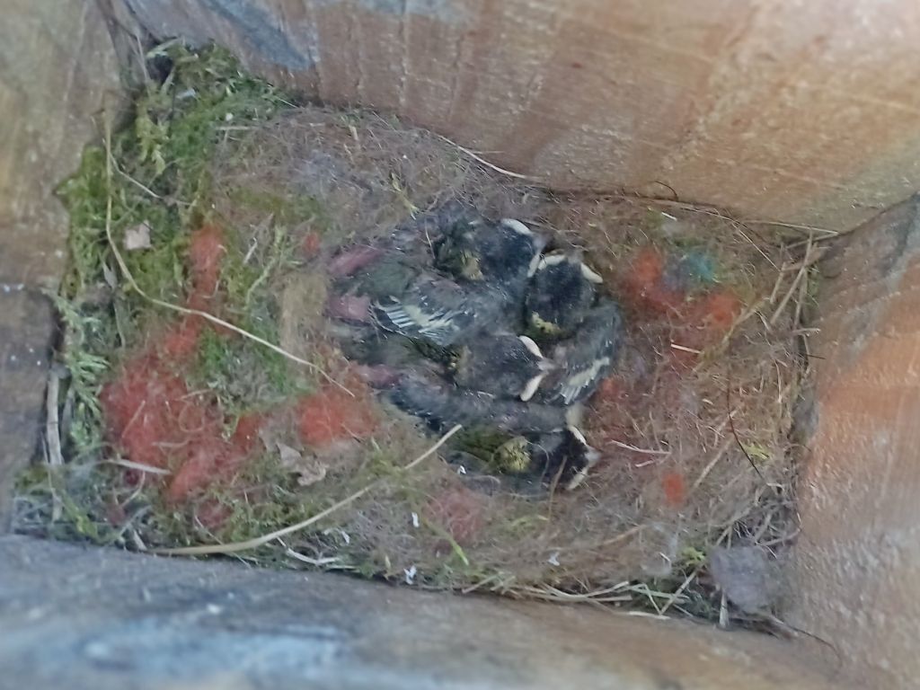 Parus major Linnaeus, 1758