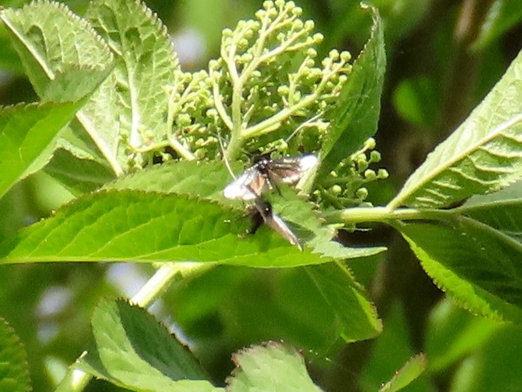 Adela reaumurella (Linnaeus, 1758)