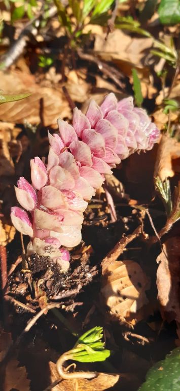 Lathraea squamaria L.