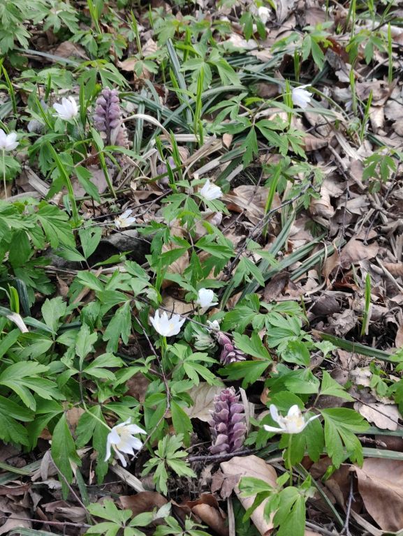 Lathraea squamaria L.