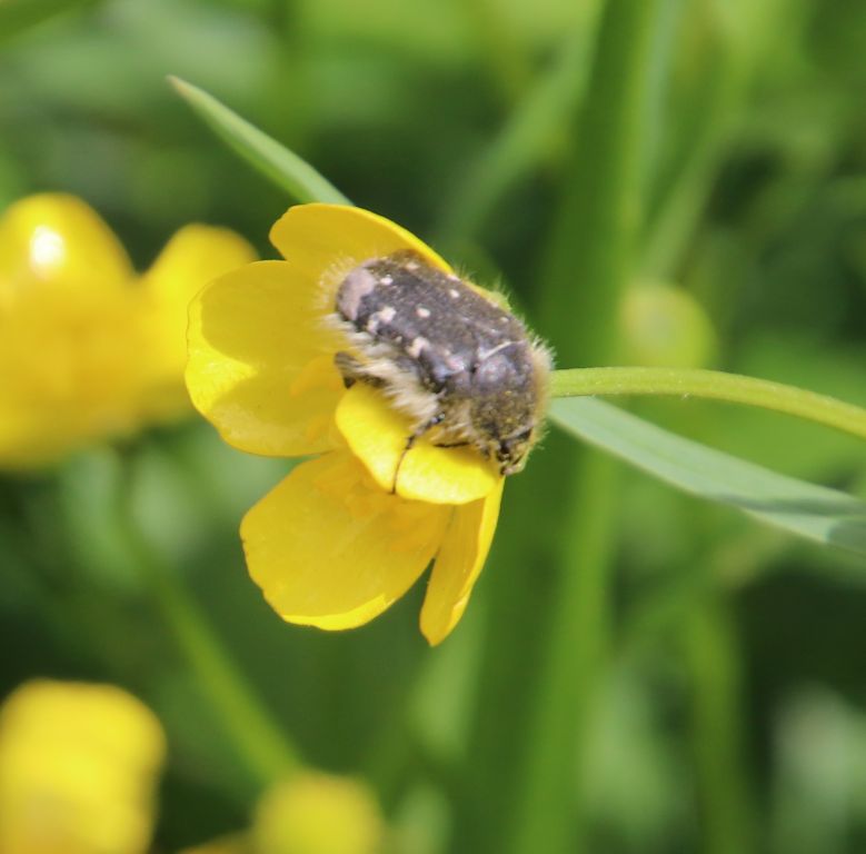 Tropinota (Epicometis) hirta (Poda von Neuhaus, 1761)