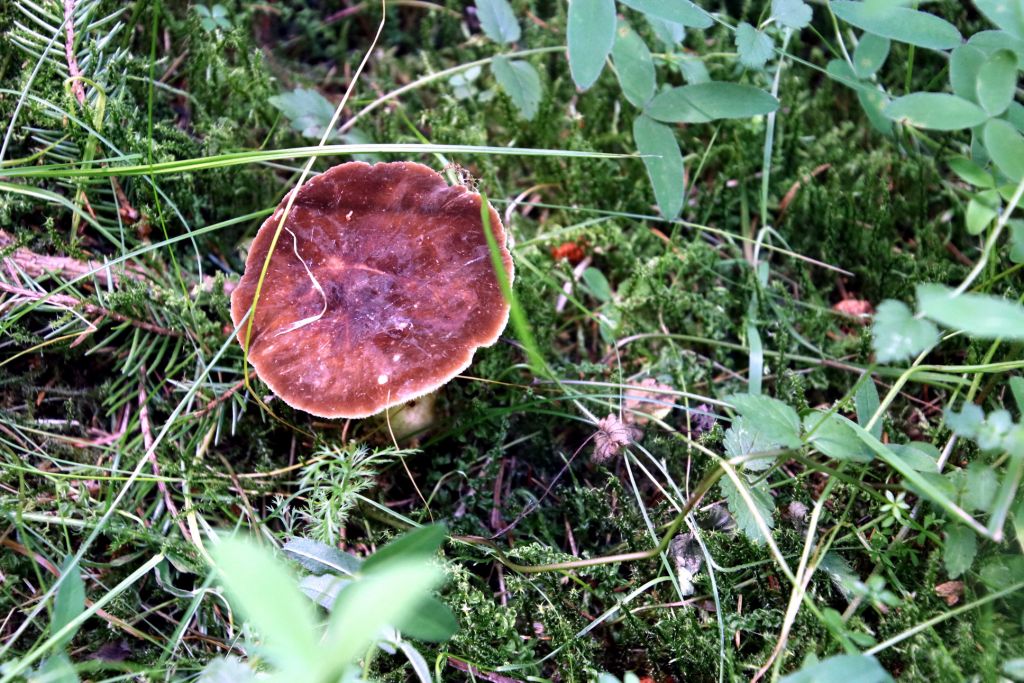 Russula