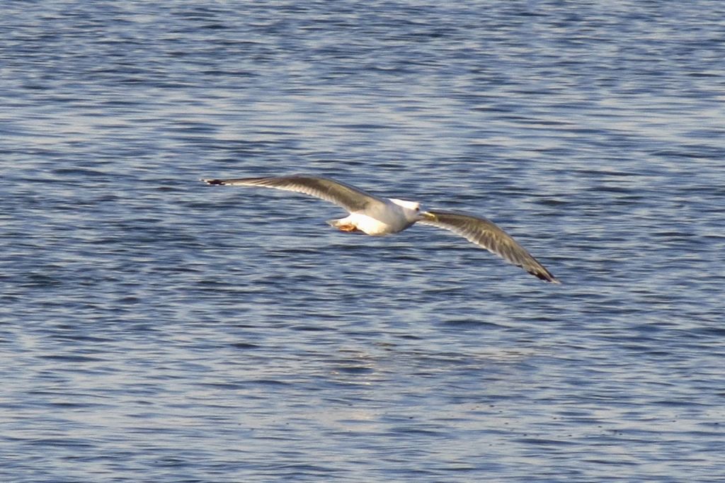 Larus cachinnans Pallas, 1811