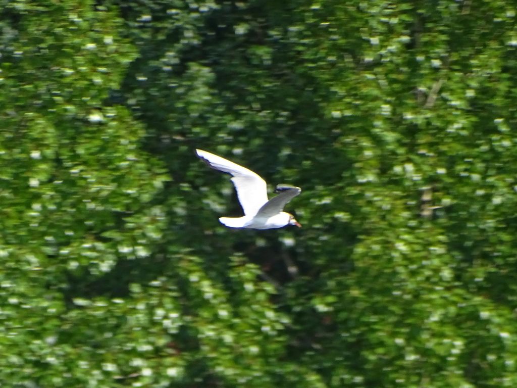 Chroicocephalus ridibundus (Linnaeus, 1766)