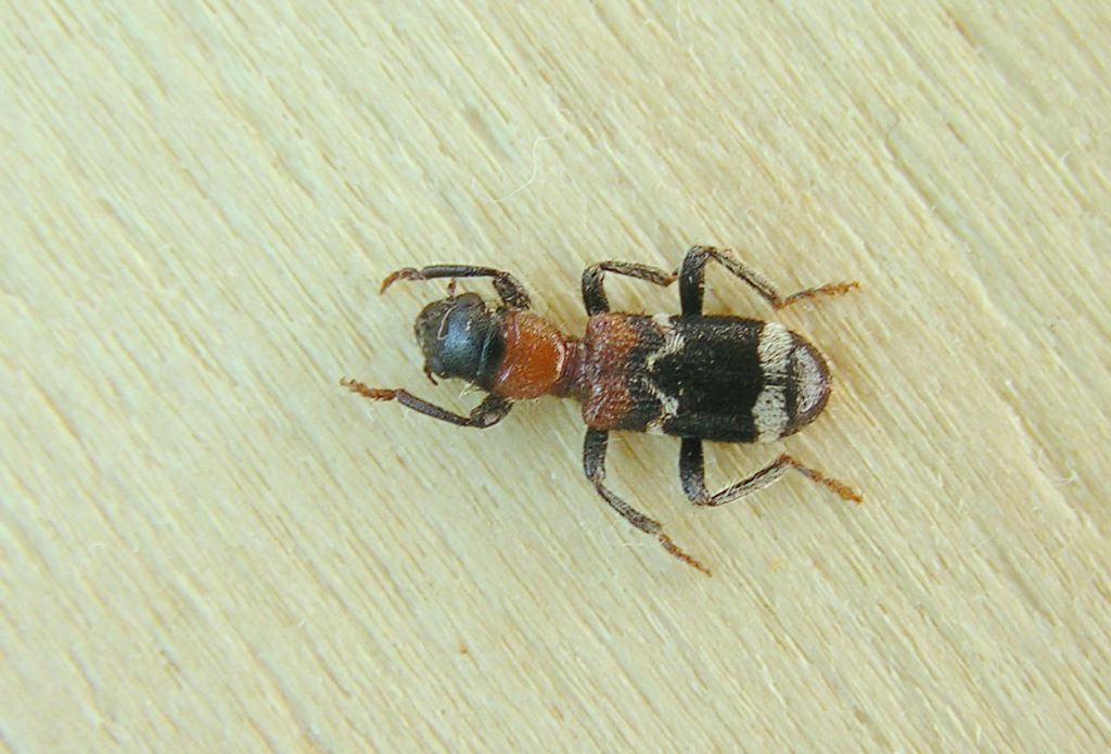 Thanasimus formicarius (Linnaeus, 1758)