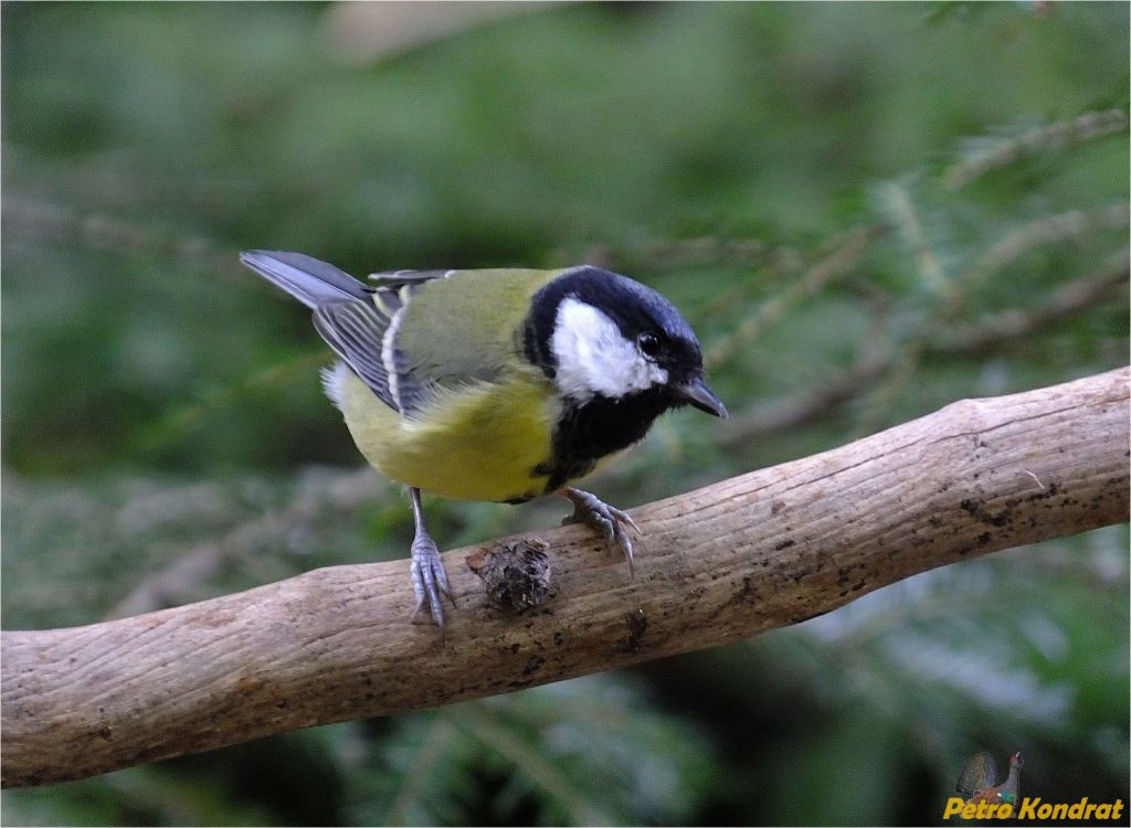 Parus major Linnaeus, 1758