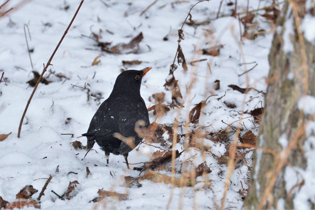 Turdus merula Linnaeus, 1758