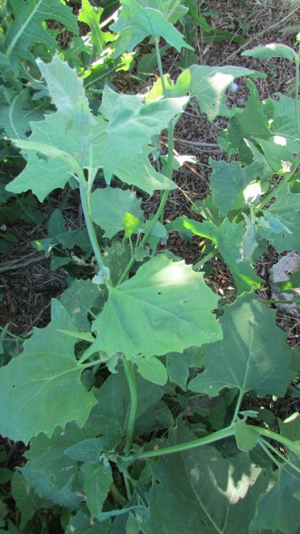 Chenopodium