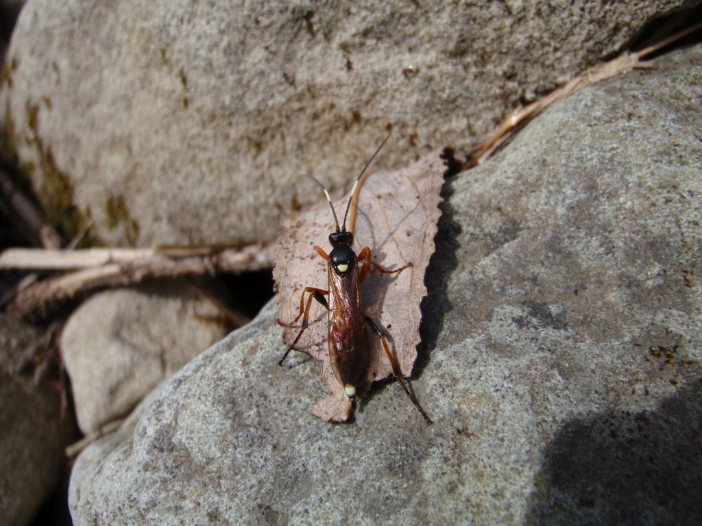 Ichneumoninae