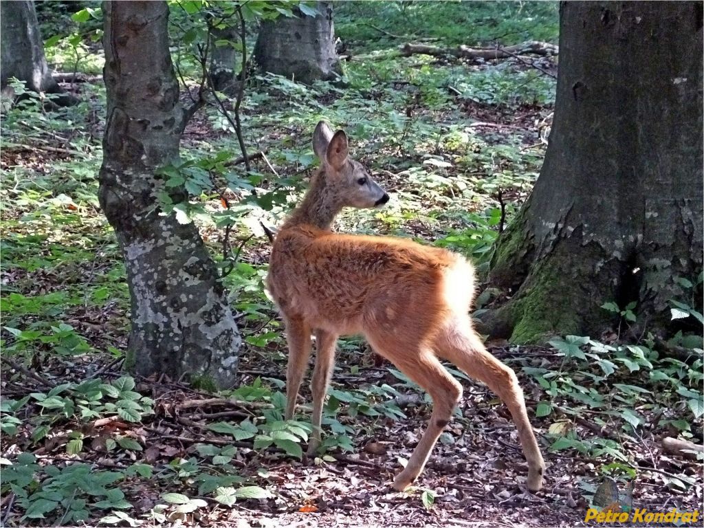 Capreolus capreolus (Linnaeus, 1758)