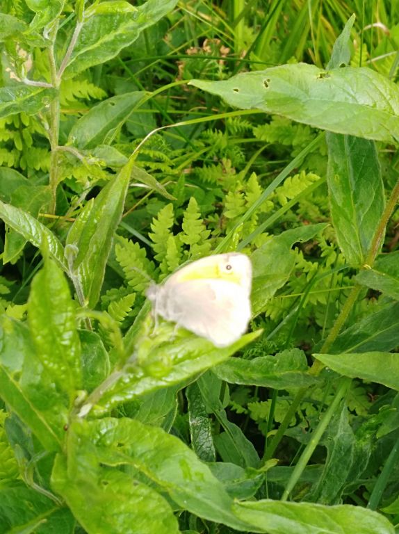 Coenonympha pamphilus (Linnaeus, 1758)