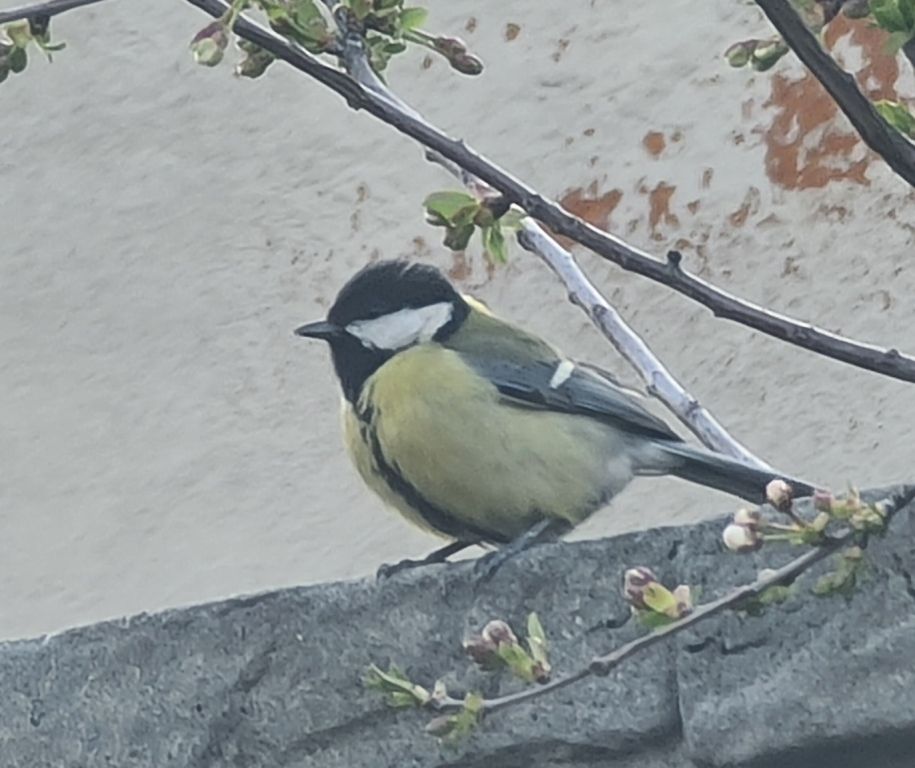 Parus major Linnaeus, 1758