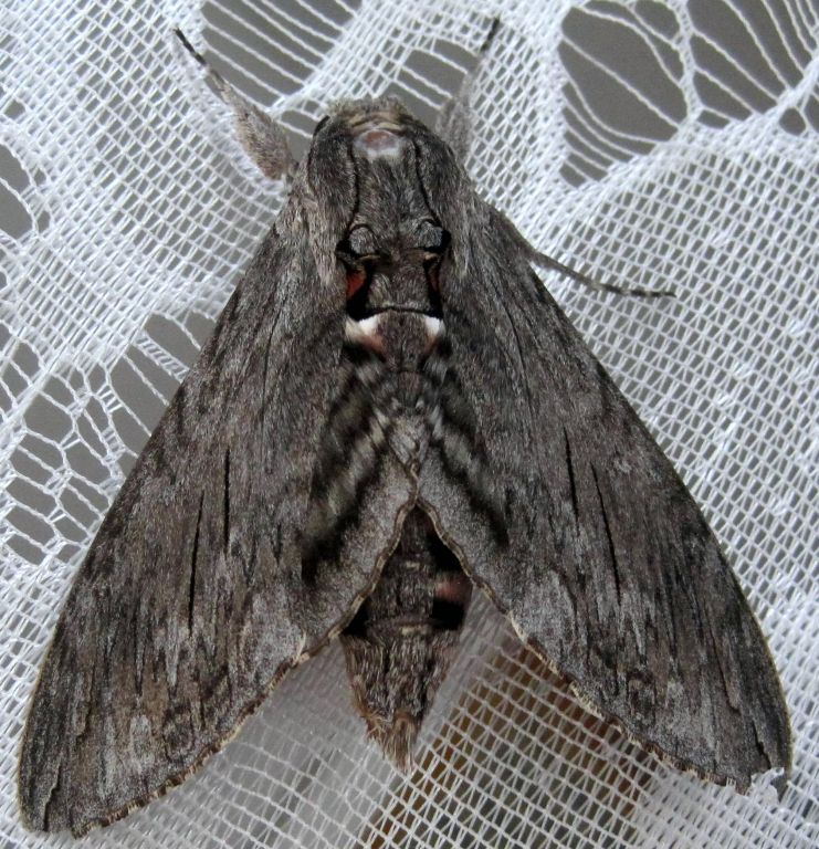 Agrius convolvuli (Linnaeus, 1758)