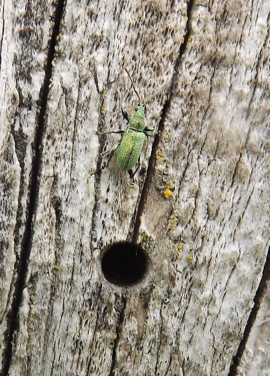 Phyllobius (Dieletus) argentatus (Linnaeus, 1758)