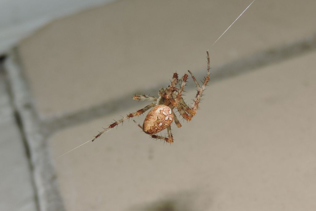 Araneus diadematus Clerck, 1757