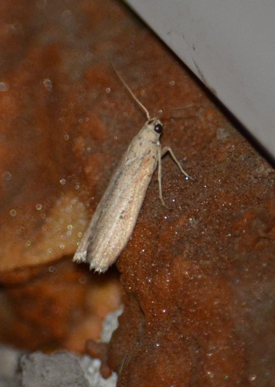 Aphomia zelleri Joannis, 1932