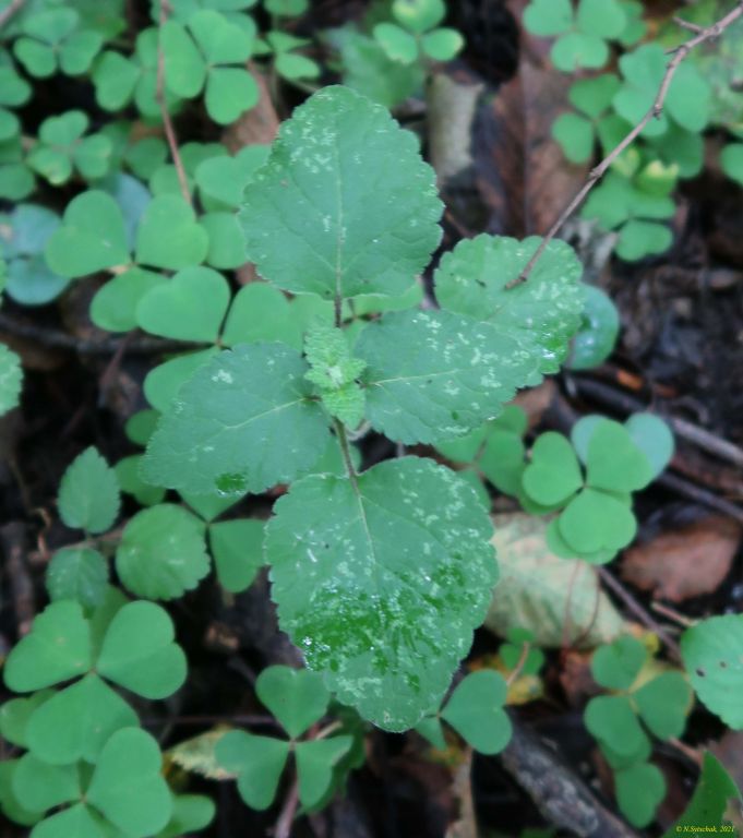 Lamium galeobdolon (L.) L.