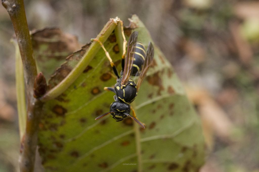 Polistes nimpha (Christ, 1791)