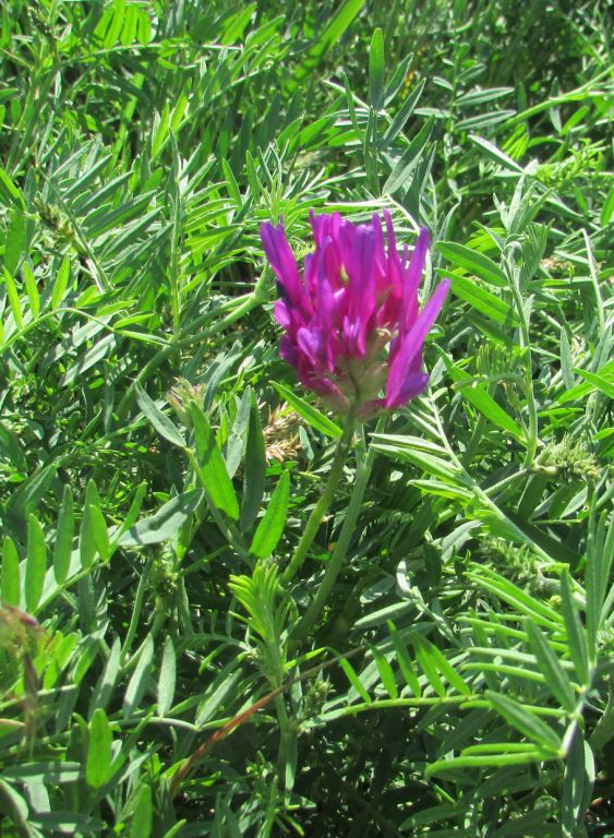 Astragalus onobrychis L.