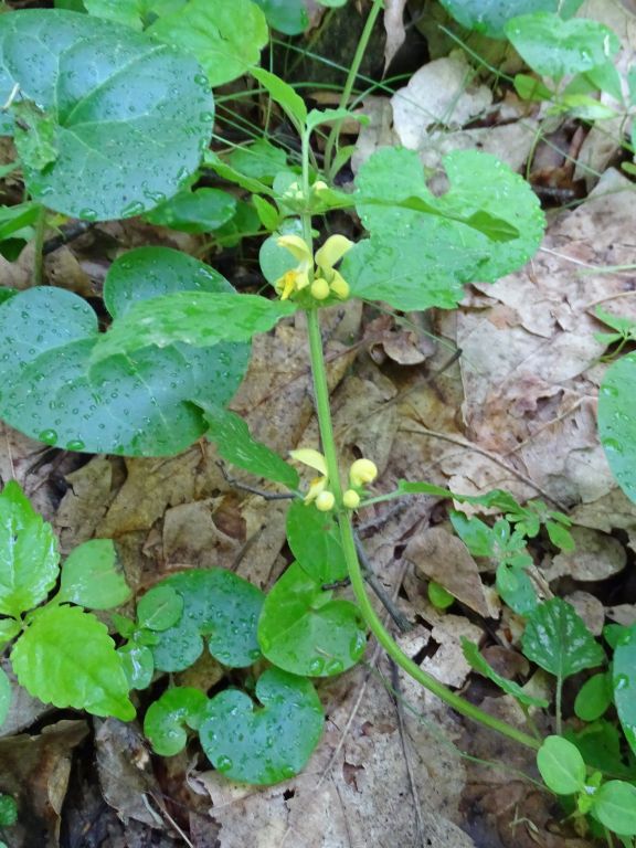 Lamium galeobdolon (L.) L.