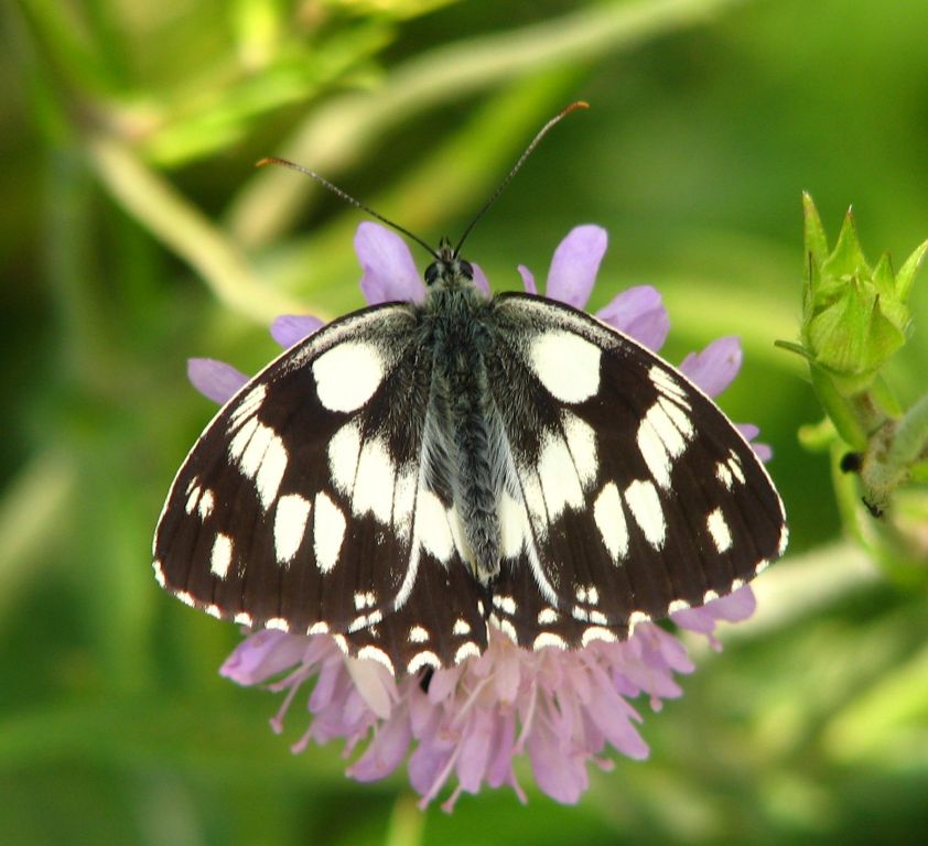 Melanargia galathea (Linnaeus, 1758)