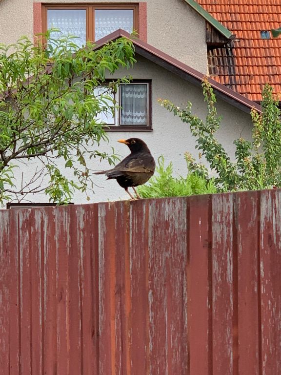 Turdus merula Linnaeus, 1758