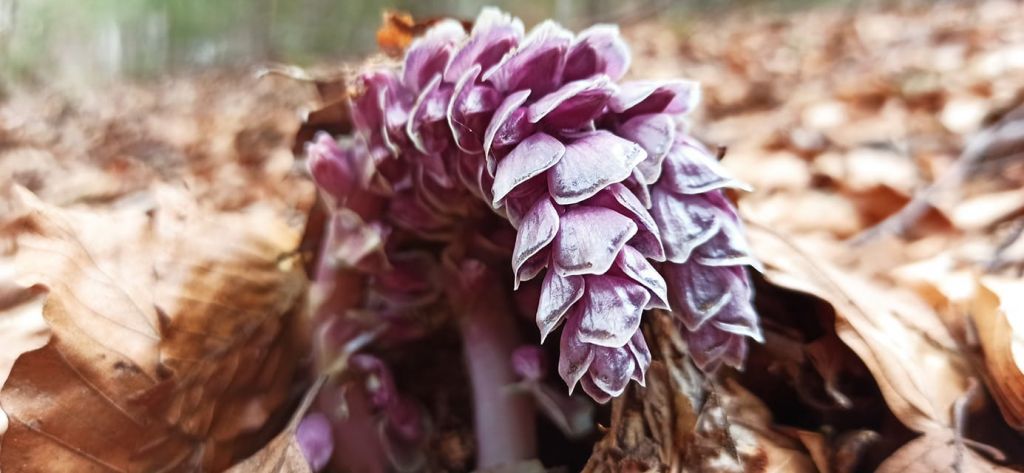 Lathraea squamaria L.