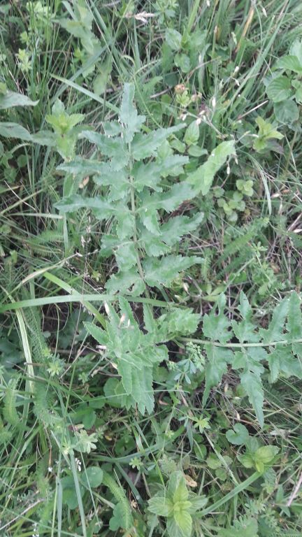 Pastinaca sativa L.
