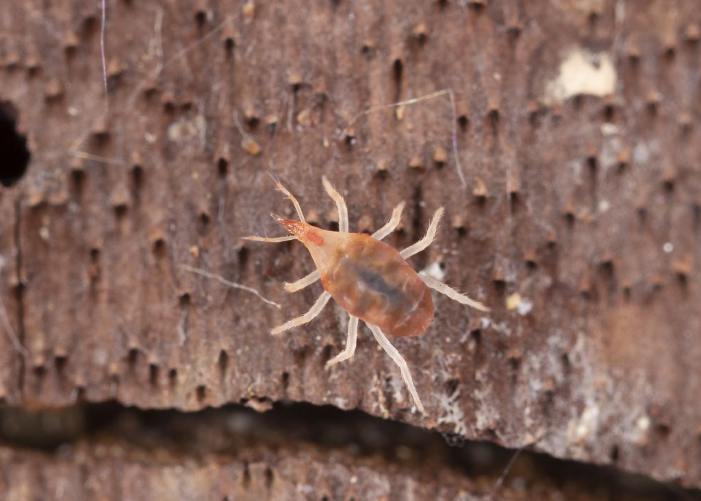 Trombidiformes